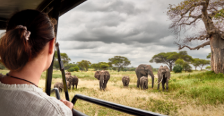 Woman gazing at elephants